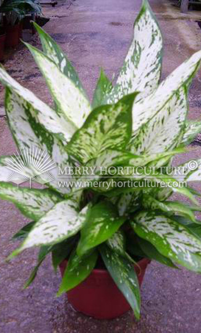 Dieffenbachia star bright (Pot)